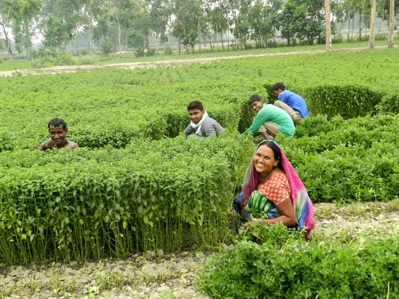 Image MintFarmers